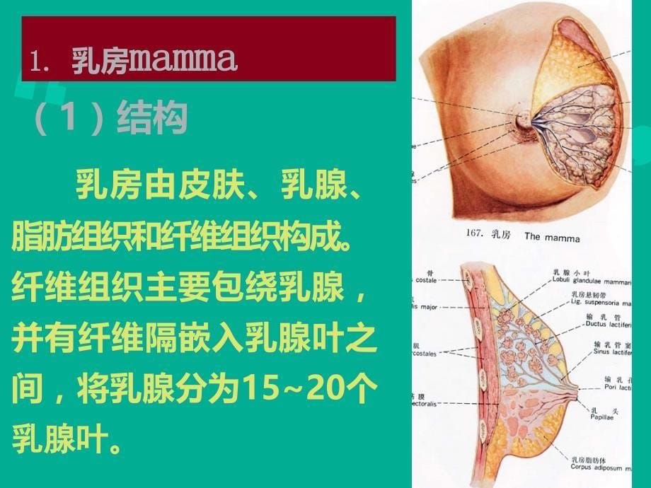 胸部解剖+图谱PPT_第5页