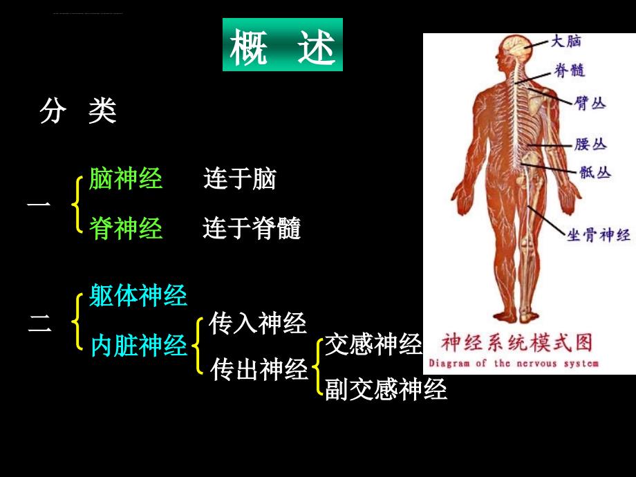 脊神经解剖图课件_第2页