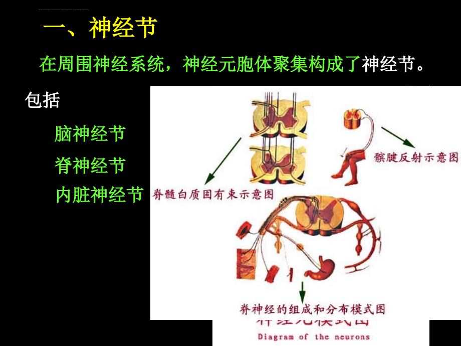 脊神经解剖图课件_第3页