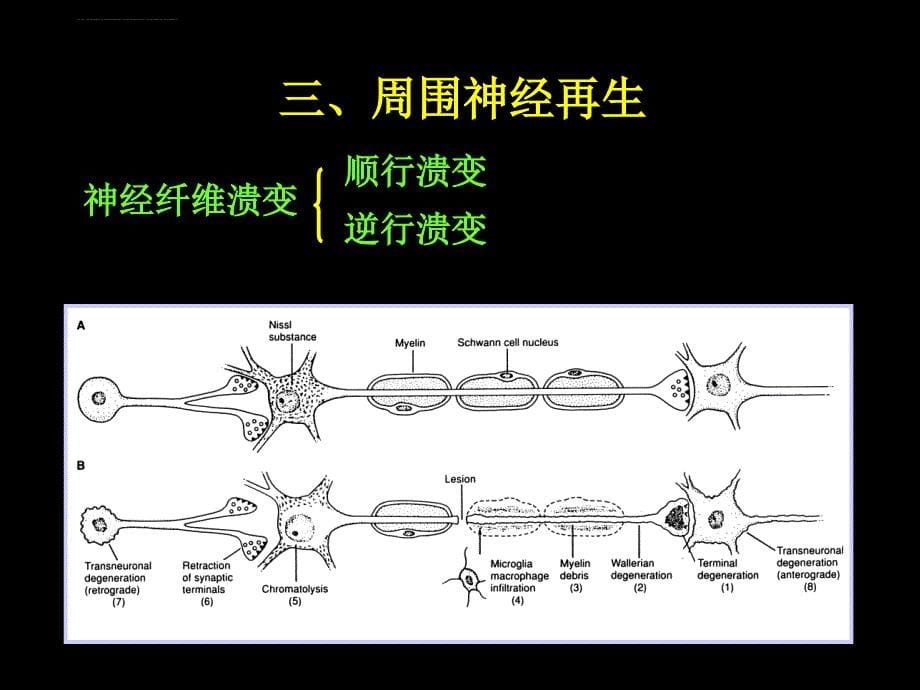 脊神经解剖图课件_第5页