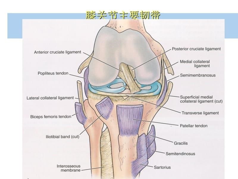 膝关节韧带损伤的MR诊断PPT_第5页