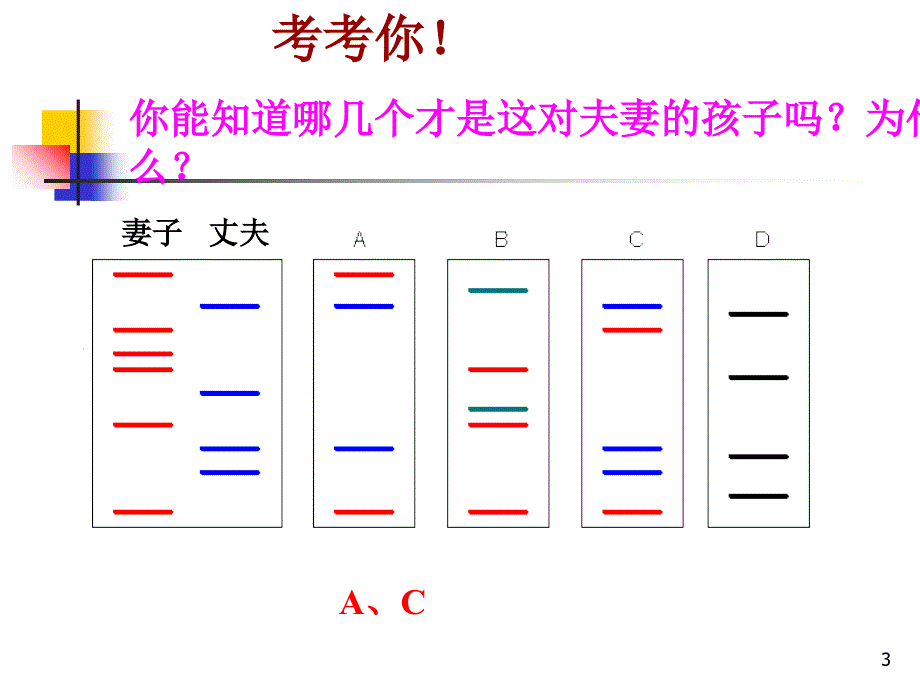 遗传信息携带者核酸（课堂PPT）_第3页