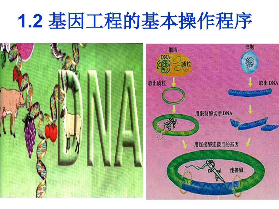 基因工程的基本操作程序_优质课_第1页