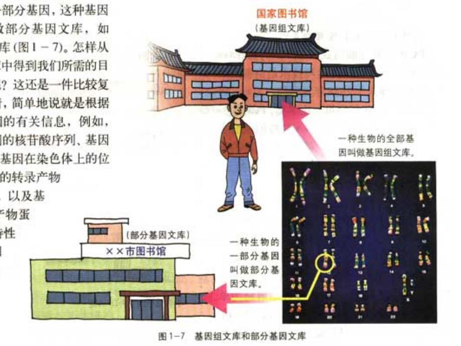 基因工程的基本操作程序_优质课_第4页