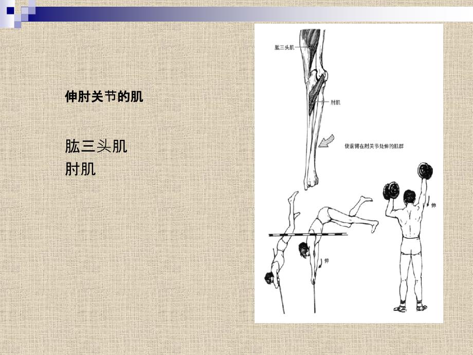 运动肘腕关节的肌肉PPT_第2页