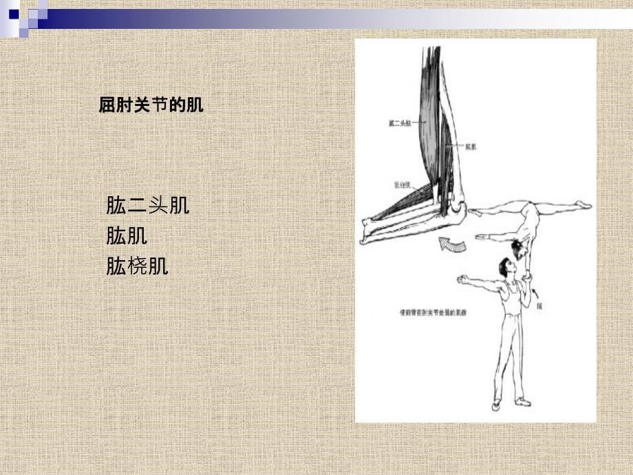 运动肘腕关节的肌肉PPT_第5页