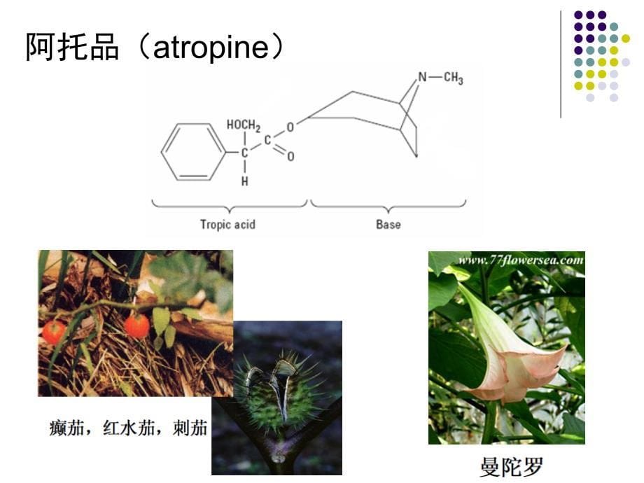 药理学个论――胆碱受体阻断药课件_第5页