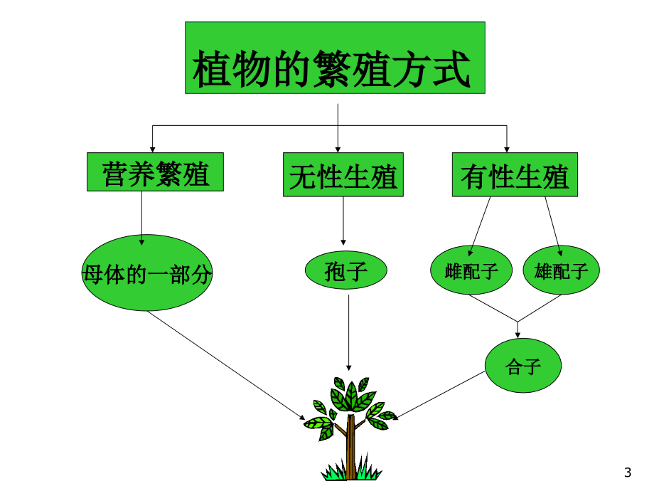 被子植物生殖器官（课堂PPT）_第3页