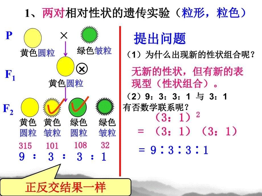 自由组合定律（课堂PPT）_第5页