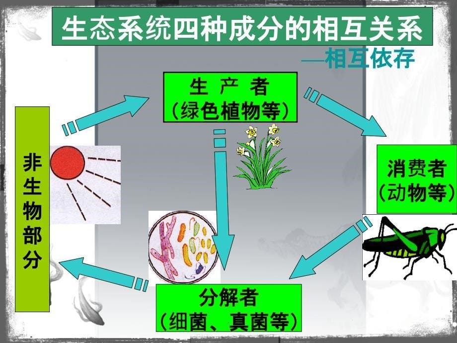 人教版七年级上-生物与环境组成生态系统完整ppt课件_第5页