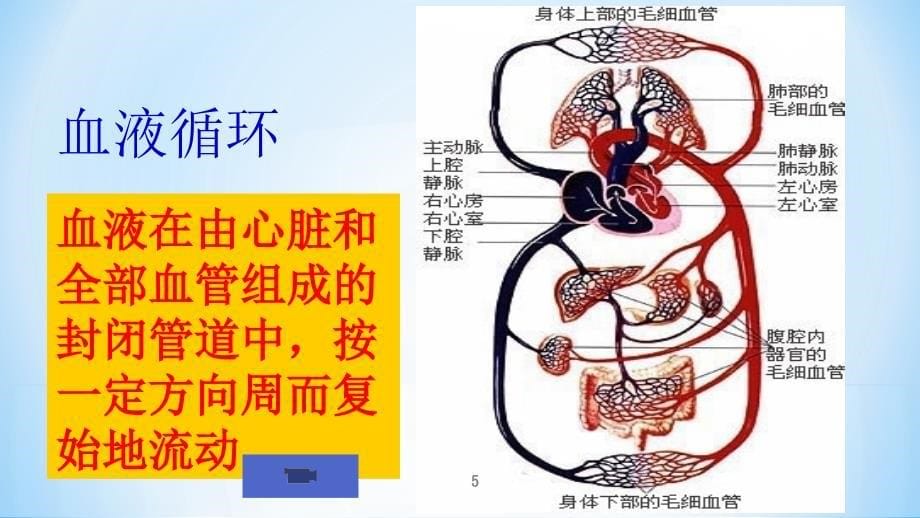 教学体内物质的运输(第三课时)血液循环（课堂PPT）_第5页