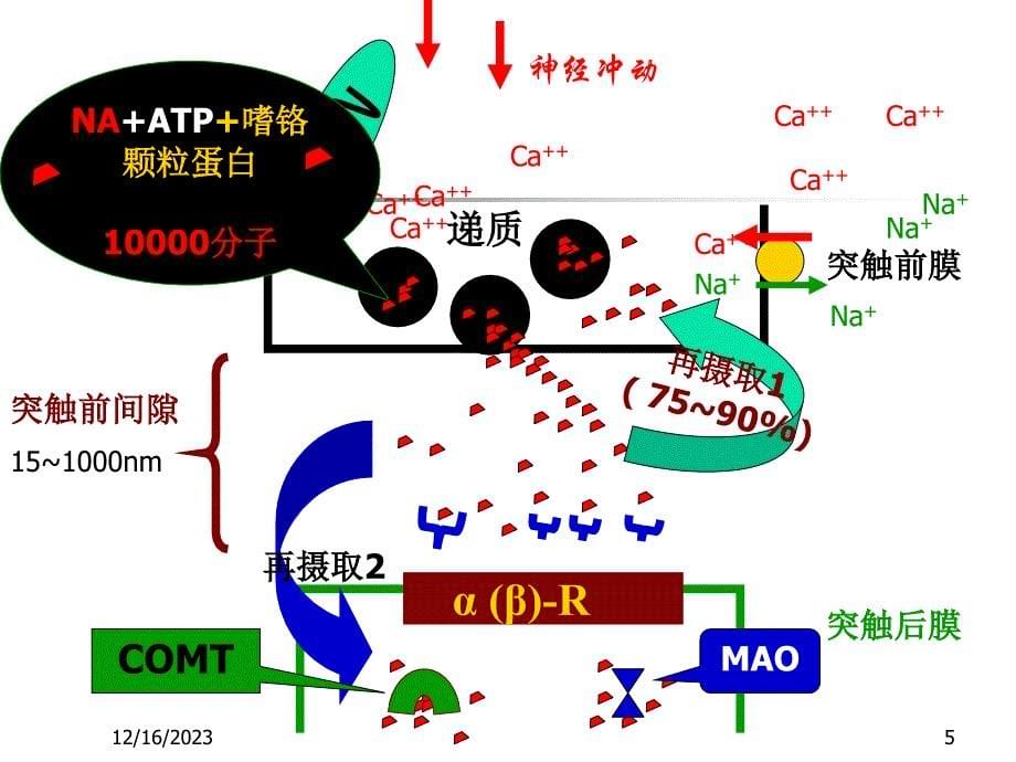 药理学课件 第10章 肾上腺素受体激动药_第5页