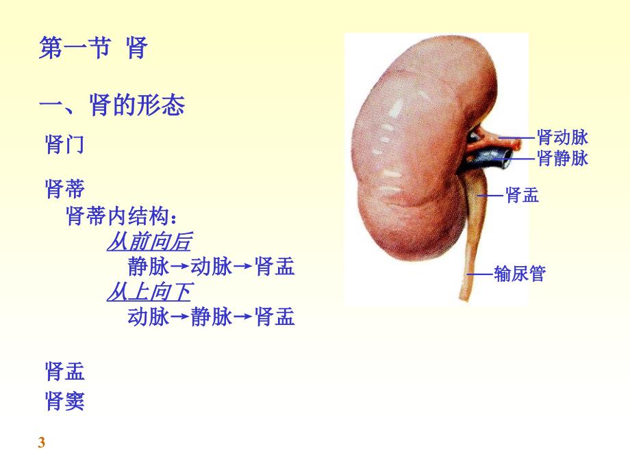 泌尿系统完整结构（课堂PPT）_第3页