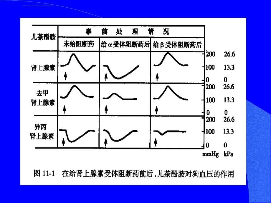 药理学肾上腺受体阻断药课件_第5页