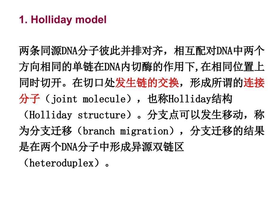 同源重组（PPT95页)精编版_第5页