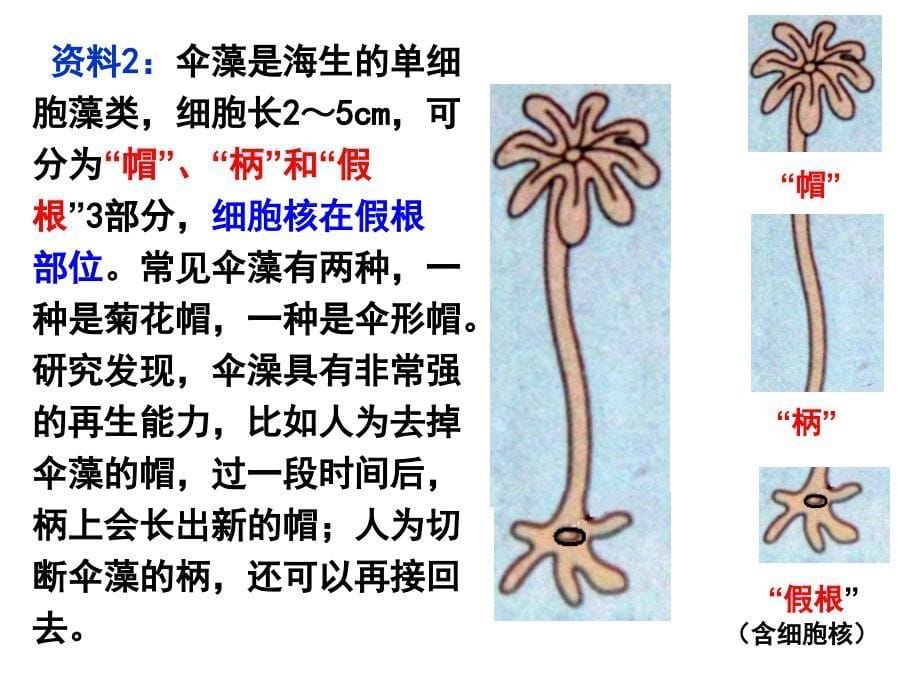 高中生物必修一第3章-第3节-细胞核系统的控制中心_第5页