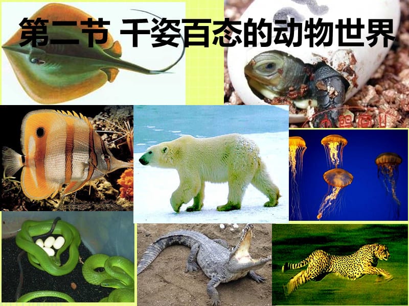 苏教版八年级生物千姿百态的动物世界课件_第1页