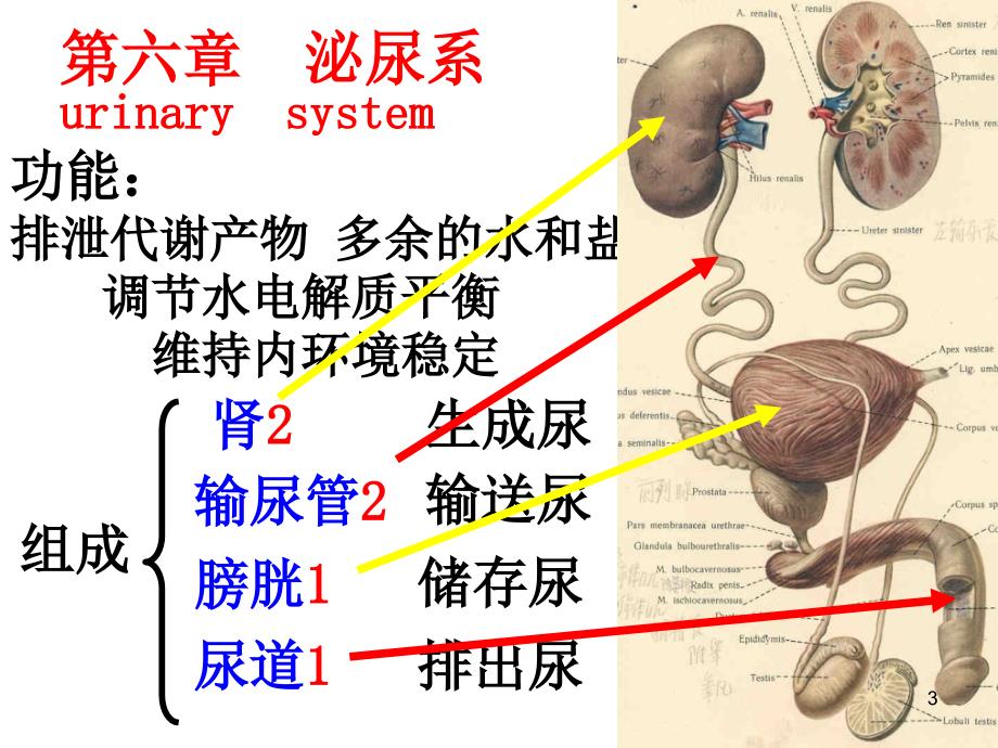 泌尿系统人体解剖学精品（课堂PPT）_第3页