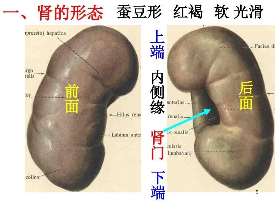 泌尿系统人体解剖学精品（课堂PPT）_第5页