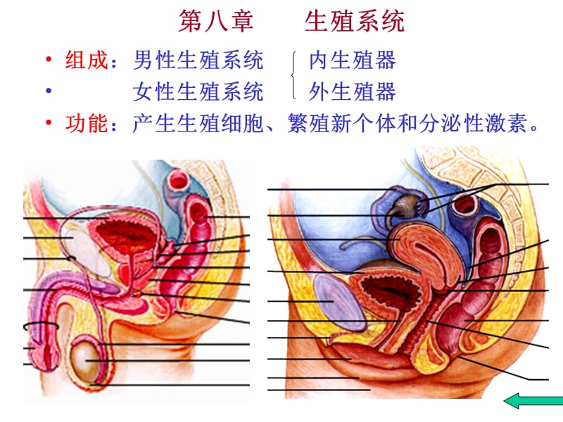 人体解剖学-生殖系统ppt课件_第4页