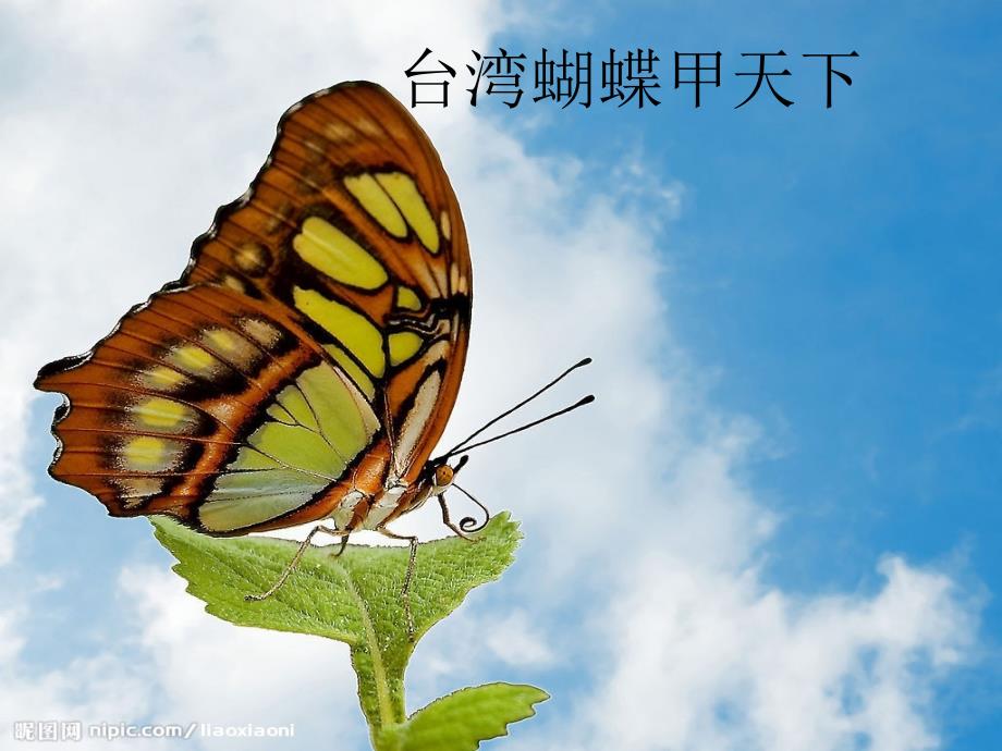 《台湾蝴蝶甲天下》课件.ppt_第1页