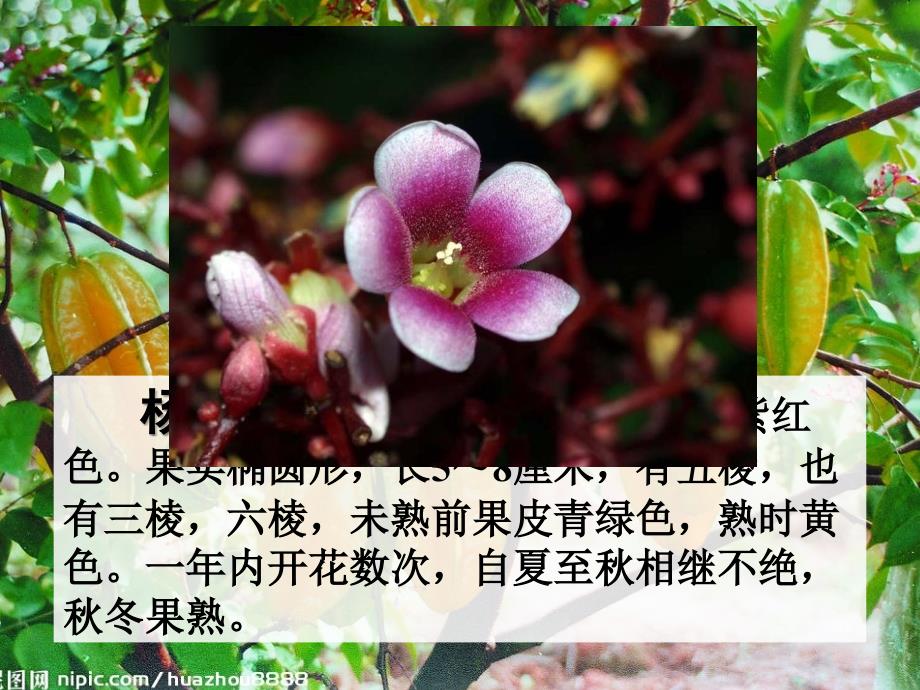 《画杨桃》生字+课文.ppt_第2页