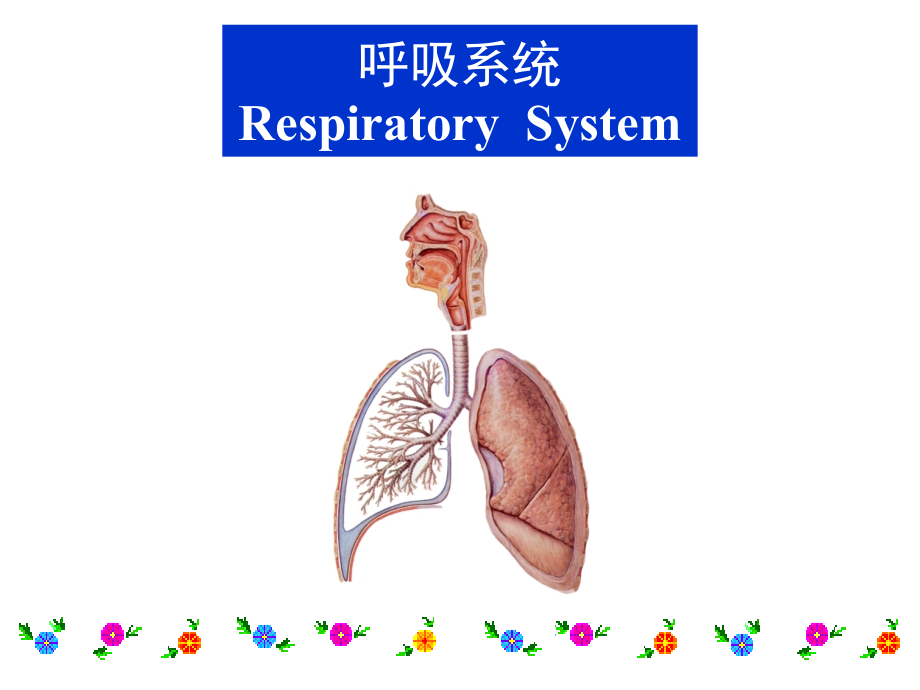 呼吸系统课件_第2页