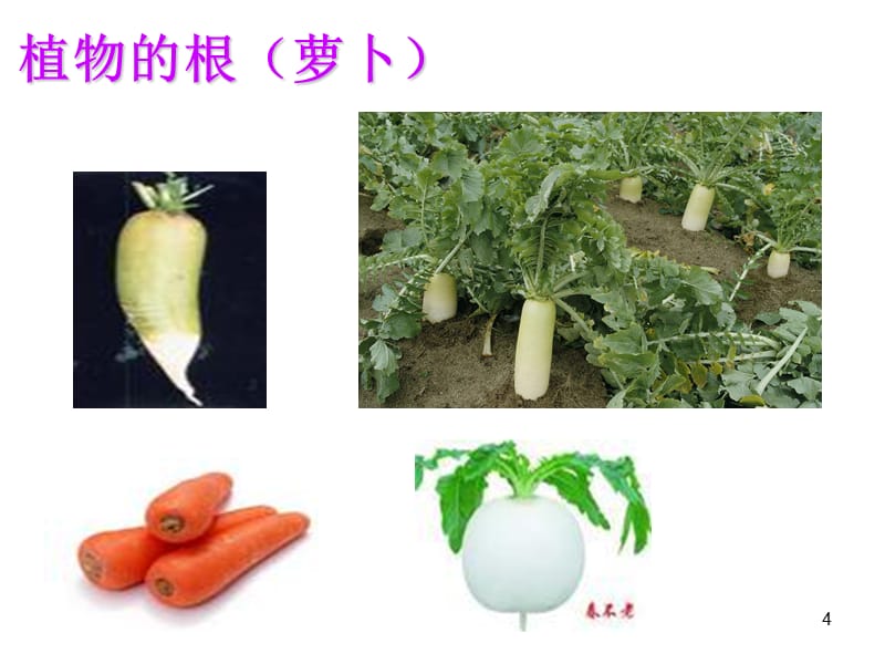 幼儿园科学：蔬菜品种多(完整)ppt课件_第4页