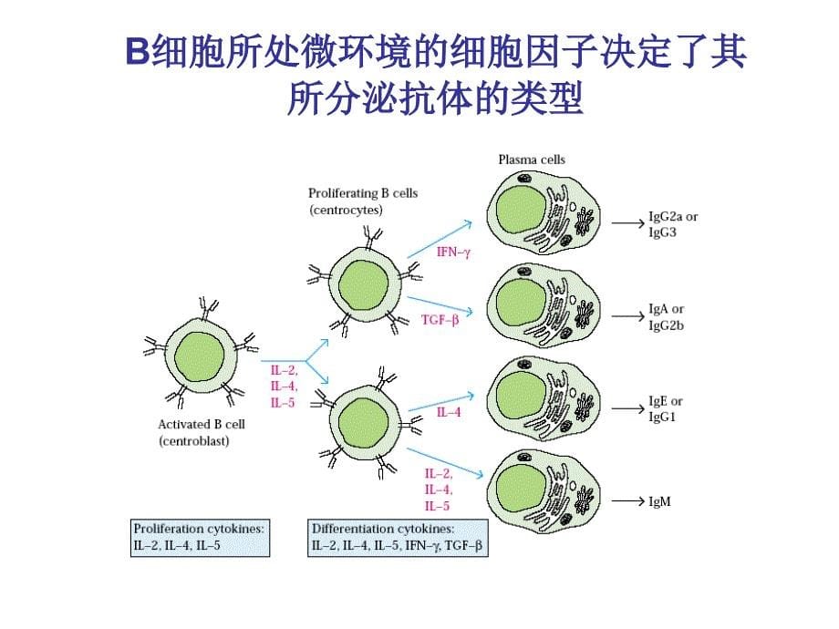 B细胞和T细胞.ppt_第5页