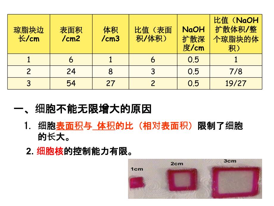 公开课-细胞增殖课件.ppt_第4页