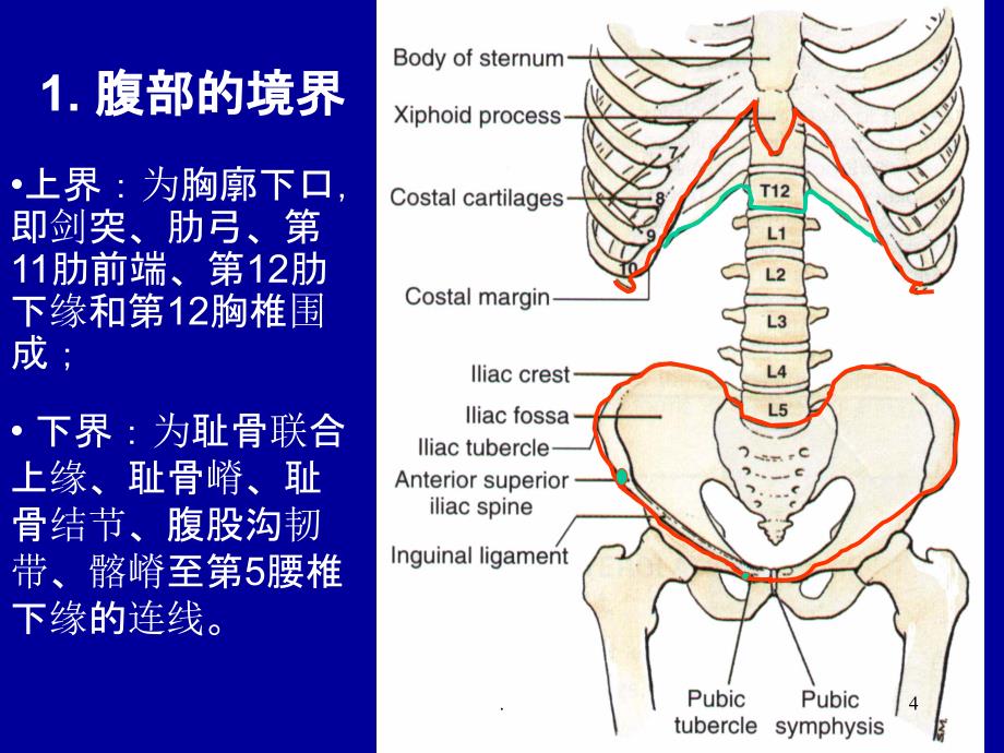 《腹壁解剖及操作》PPT课件_第4页