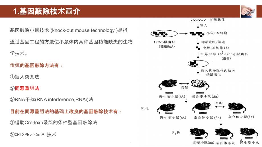 《基因敲除小鼠》PPT课件_第4页