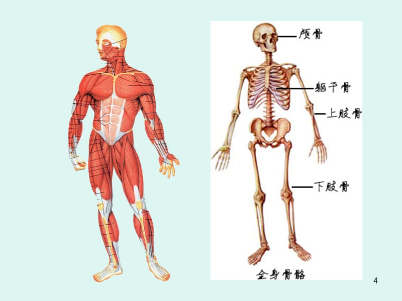 系统解剖学运动系统_第4页