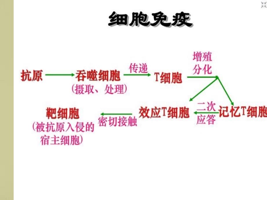 677编号免疫调节剂_第4页