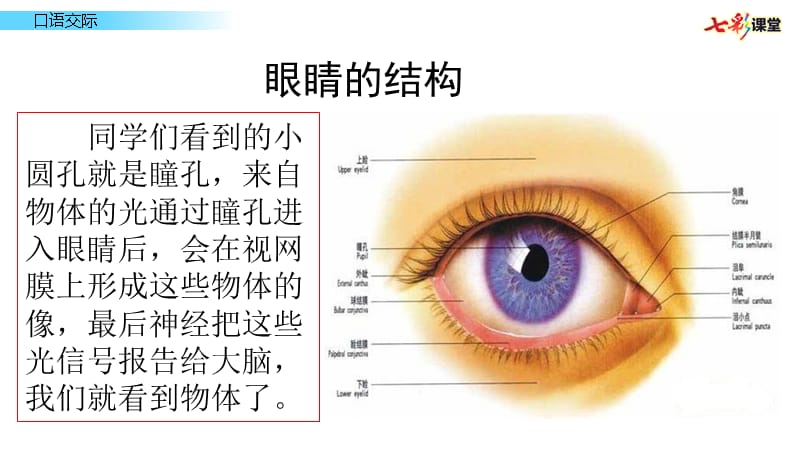 口语交际：爱护眼睛保护视力优秀课件_第3页