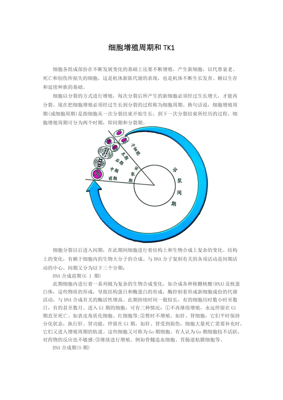 细胞增殖周期和TK1_第1页