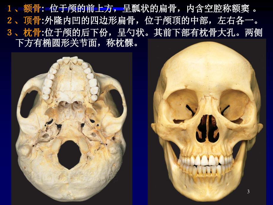 解剖学之颅骨（课堂PPT）_第3页