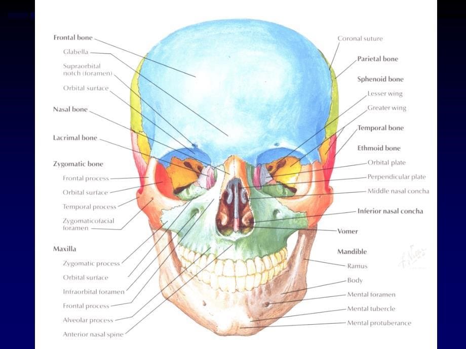 解剖学之颅骨（课堂PPT）_第5页