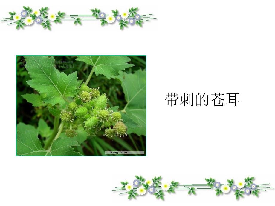 植物妈妈有办法-优秀ppt课件_第3页