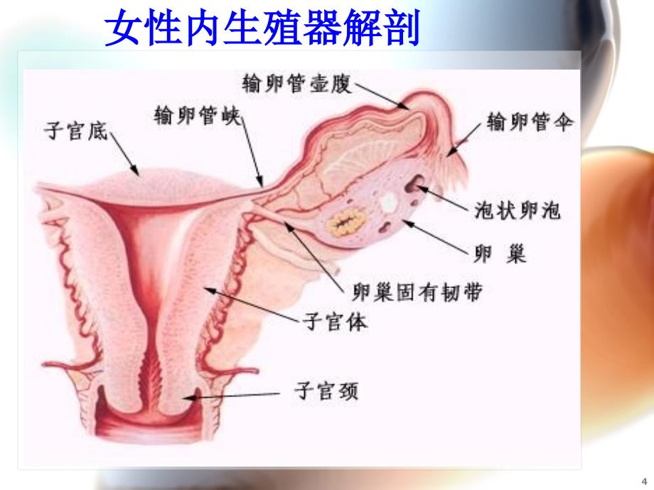 宫外孕（课堂PPT）_第4页