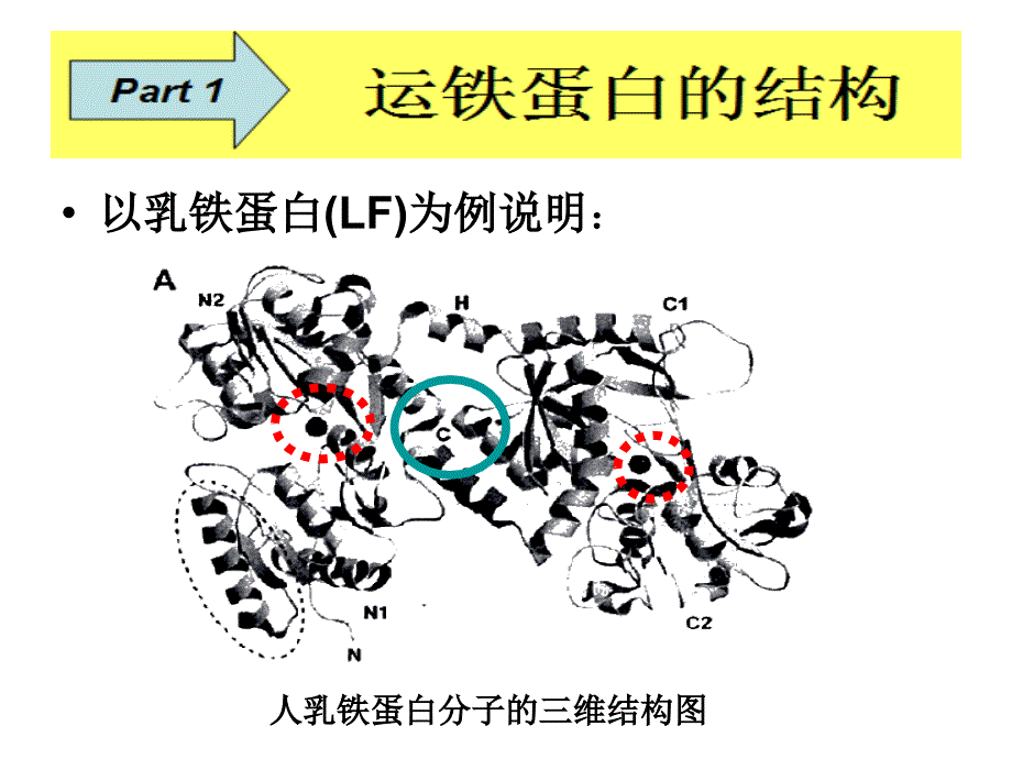 运铁蛋白与储铁蛋课件_第4页