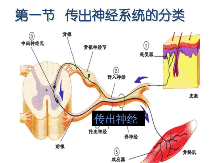 神经系统分类_第3页