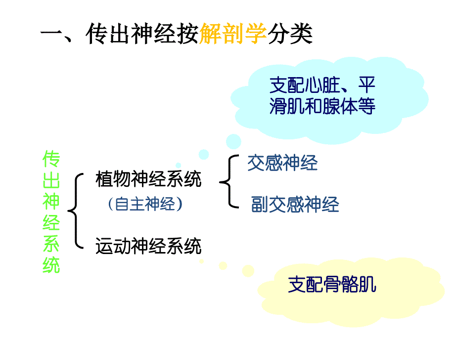 神经系统分类_第4页