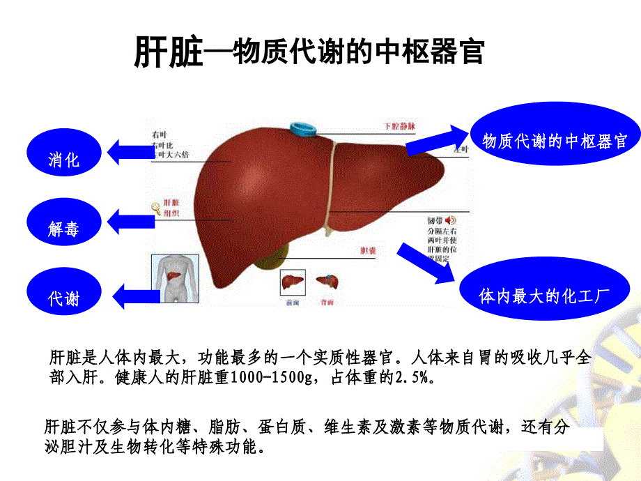 促肝细胞生长素.ppt_第2页