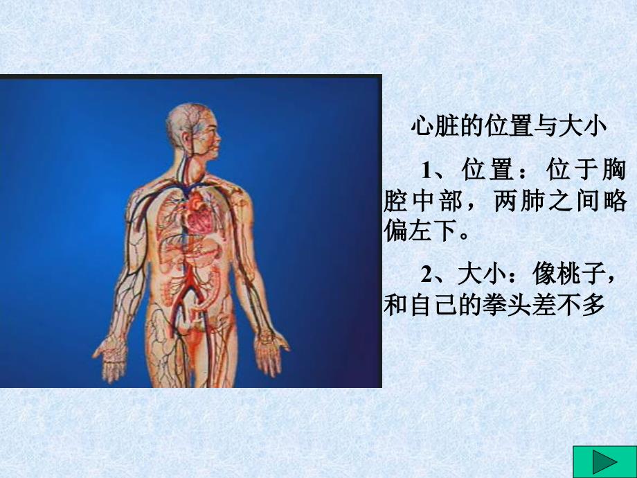 输送血液的泵――心脏PPT课件4 人教版_第3页