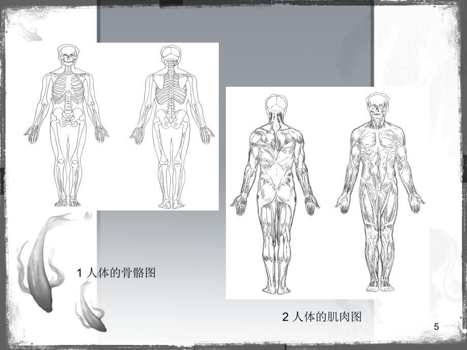 运动规律(人物运动)（课堂PPT）_第5页