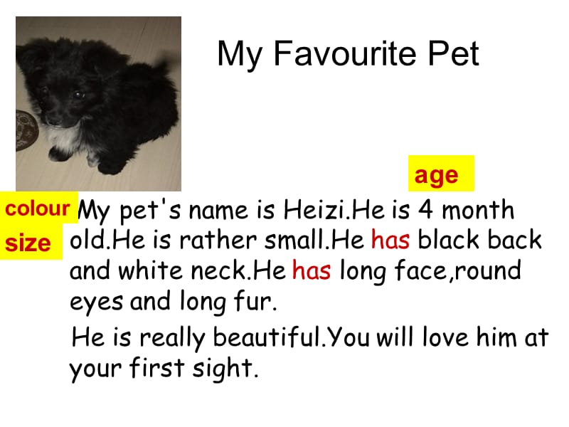 My Pet 作文.ppt_第3页