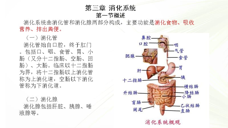 系统解剖学之消化系统_第2页