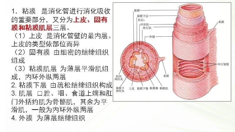 系统解剖学之消化系统_第5页