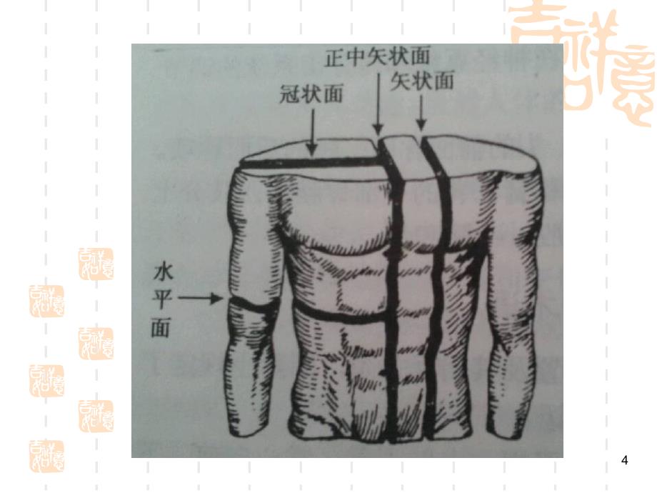 人体主要关节（课堂PPT）_第4页